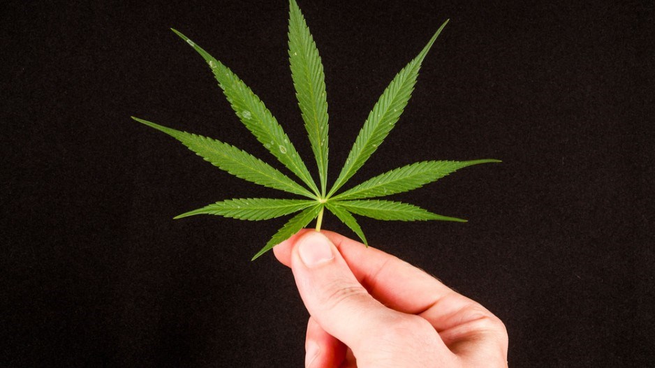 marijuana_leaf_shutterstock