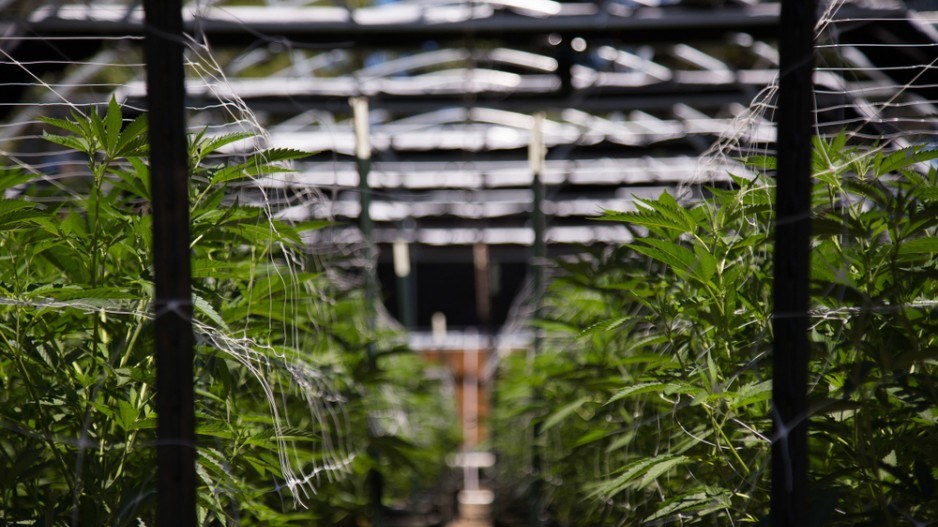 marijuanafarmcannabisshutterstock