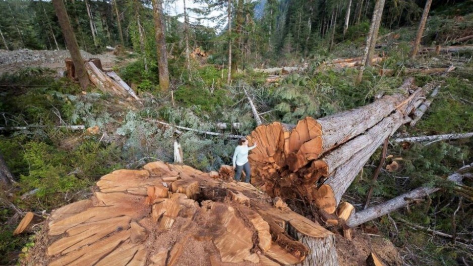 nahmint-valley-logging