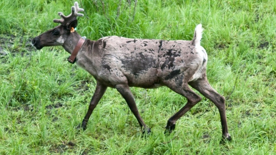 neb-caribou-web