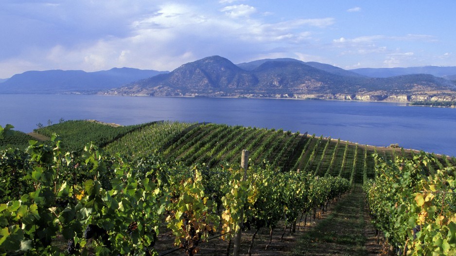 okanagan-valley-vineyard-creditlaughingmango-eplus-gettyimages