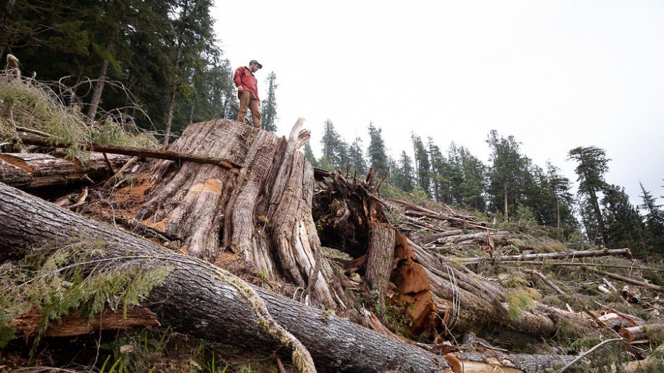 old-growth-cedar-loggingcredittjwatt-ancientforestalliance