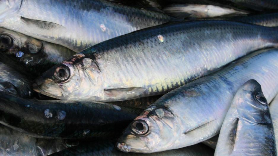 pacific-herring-crediteskemargettyimages