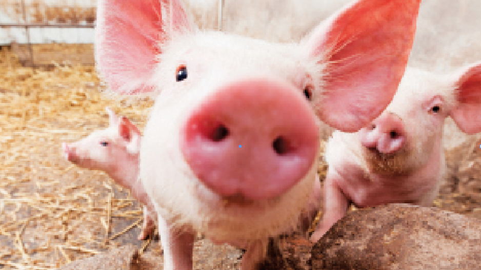 pigs