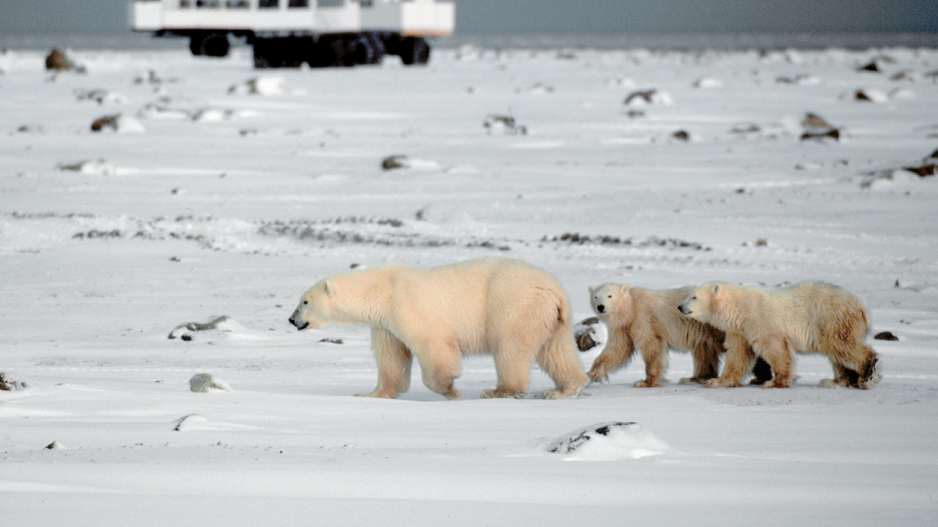 polar_bears_credit_frontiers_north_adventures