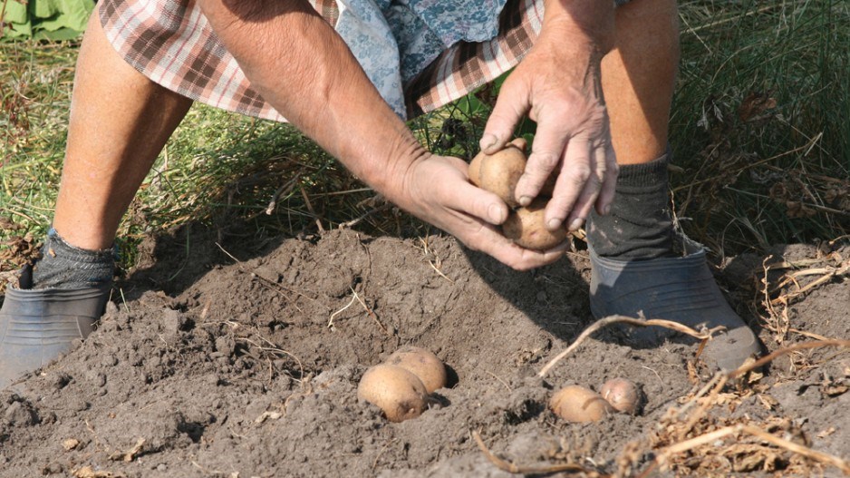 potatoes-win-initiative-neleman-getty