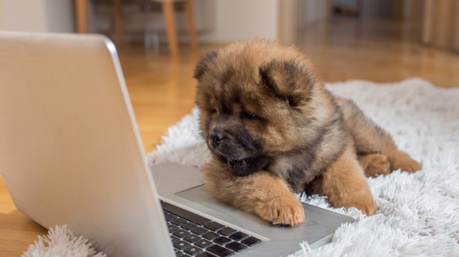 puppy-reading-gettyimages