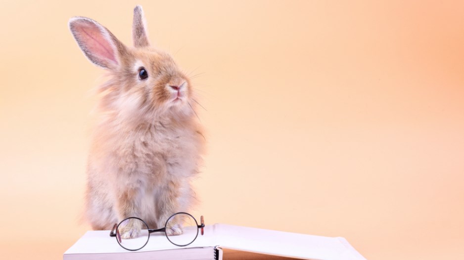 rabbit-reading-2-shutterstock