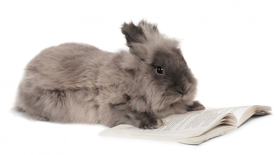 rabbit-reading-creditmediaproductiongetty