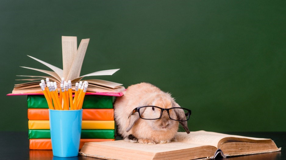 rabbit-reading-shutterstock