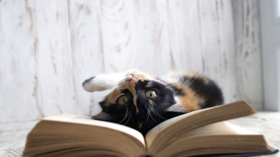 reading-cat-panda