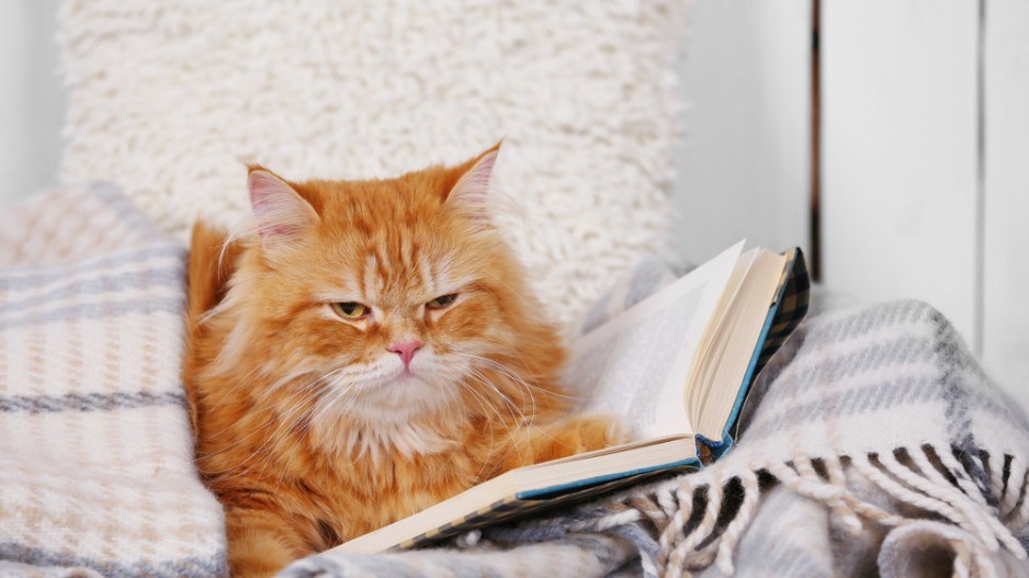 reading-cat-shutterstock