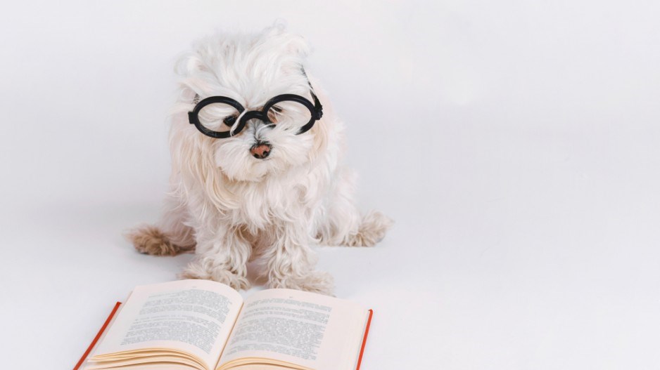 reading-dog-glasses-shutterstock
