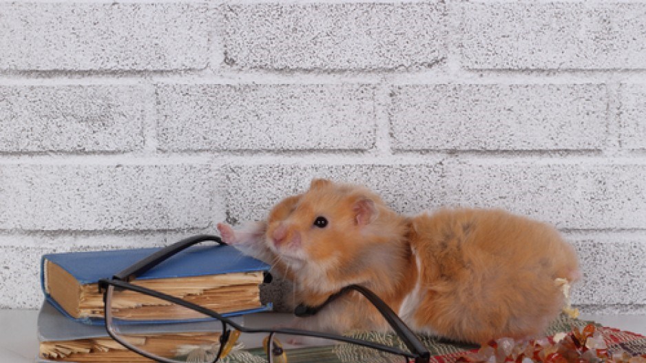 reading-hamster-glasses