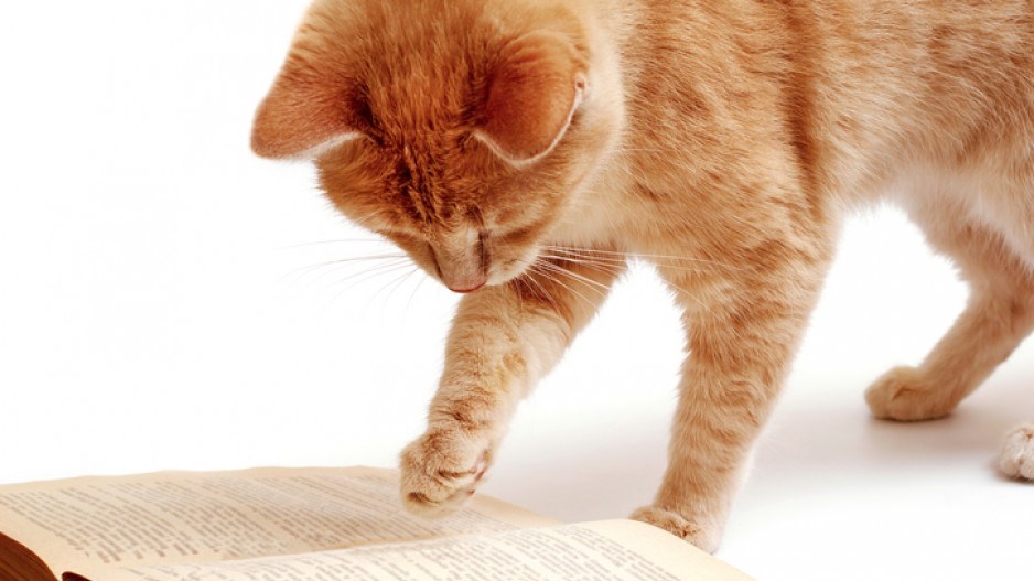 reading-orange-cat-asadykov-istock-gettyimagesplus