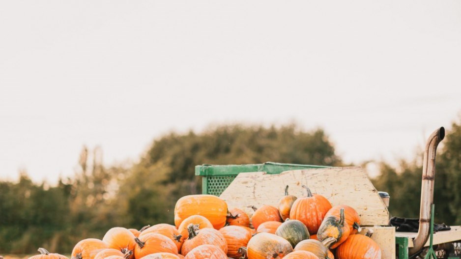 richmond-country-farms-pumpkins