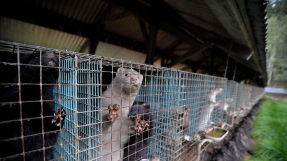 row-farmed-mink-cages-credit-weanimals-825&#215;5491