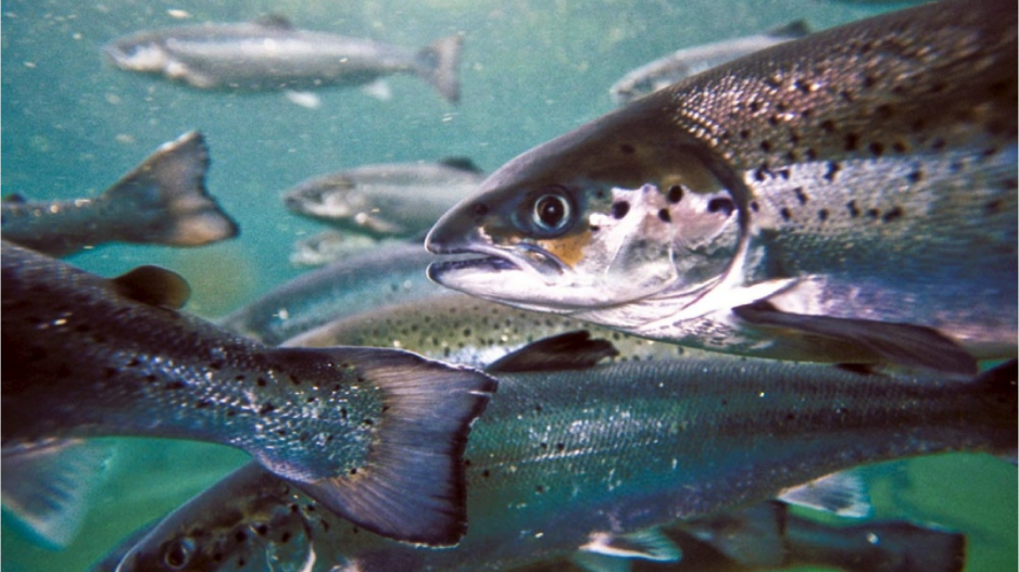 salmon_credit_marine_harvest_canada