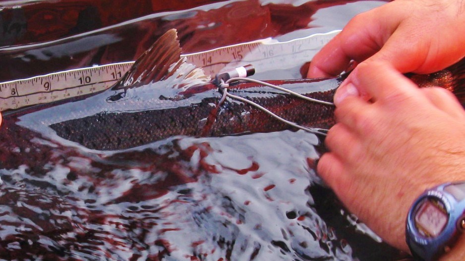 salmontagging