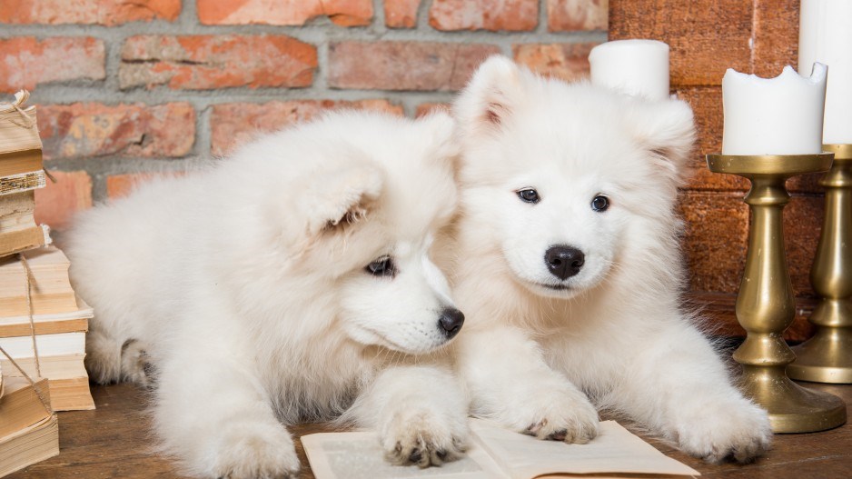 samoyed-dogs-reading-shutterstock