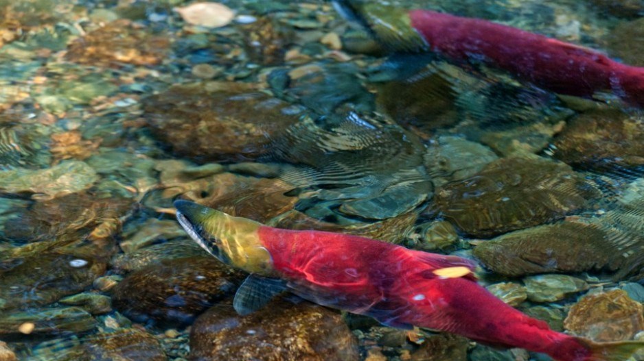 sockeye-salmon-adams-river-creditpeterolsenphotography-moment-gettyimages