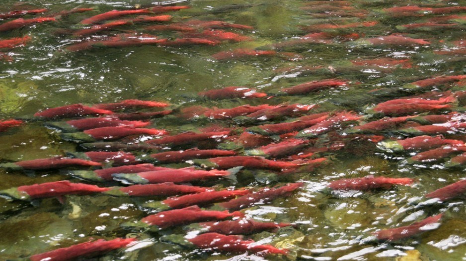 sockeye-salmon-shutterstock