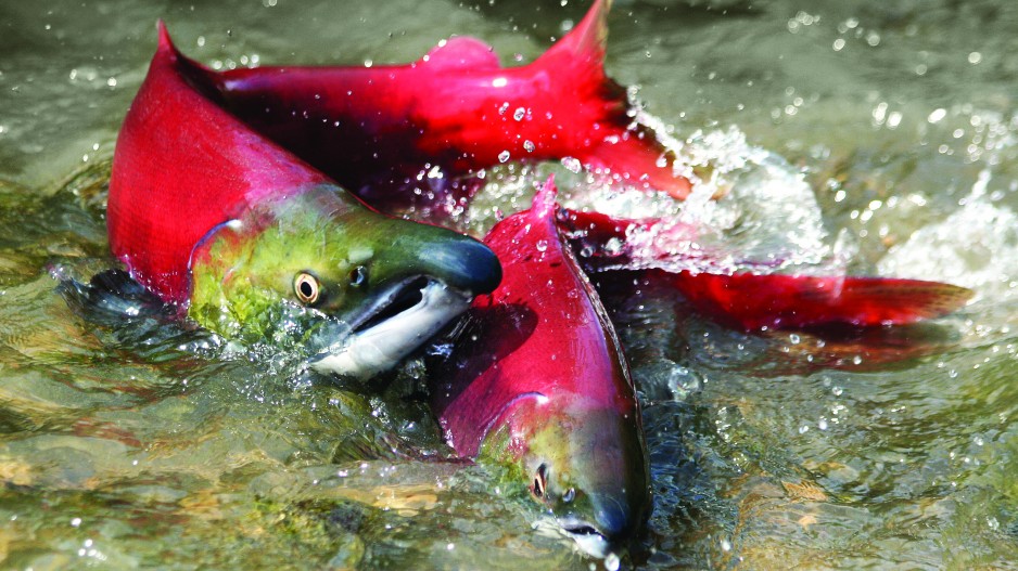Pink salmon dramatically impacting food web: study - Business in Vancouver