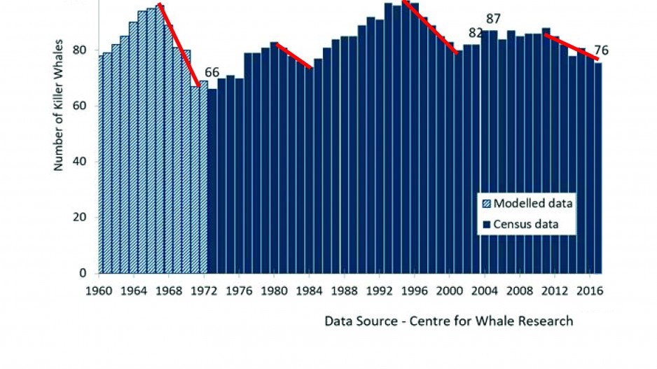 southernresidentkillerwhalegraphnumbers