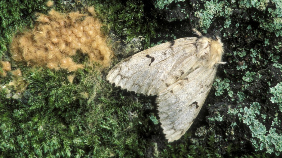 spongy-moth-web-edreschke-stone-gettyimages