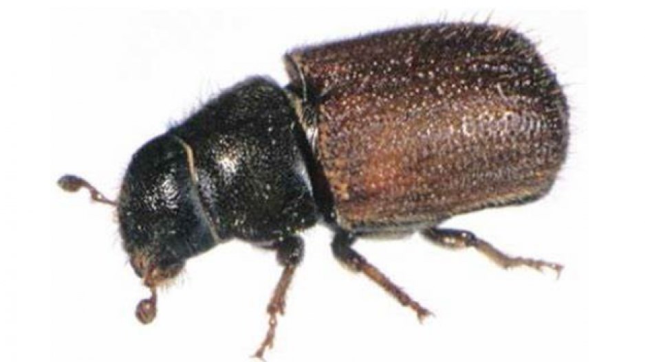 spruce-beetle-creditbcminofforests