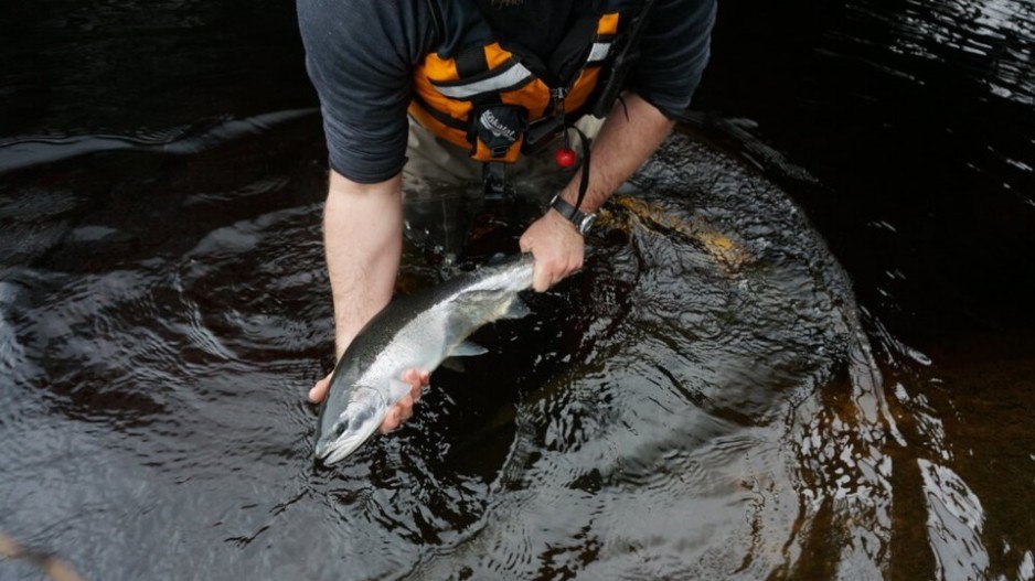 steelhead-trout-creditsfuflickr