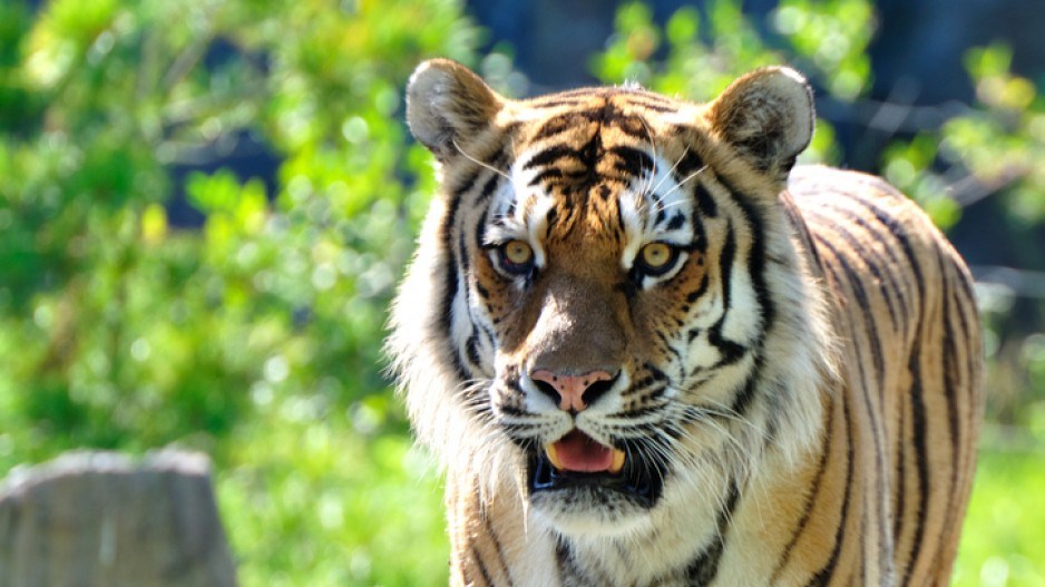 tiger-istock