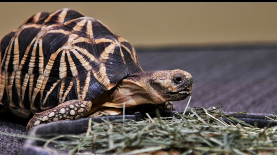 tortoise-creditvancouveraquarium