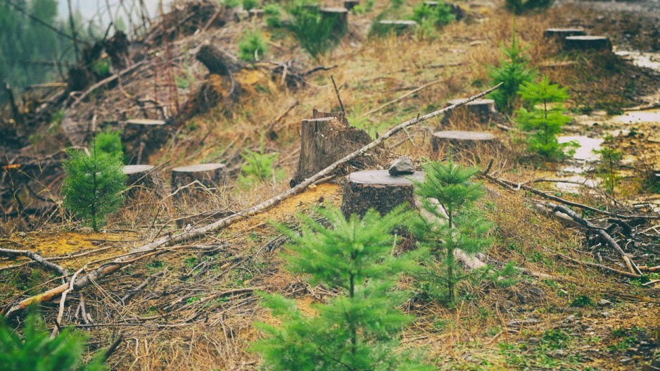 tree-planting-donaldgruener-istock