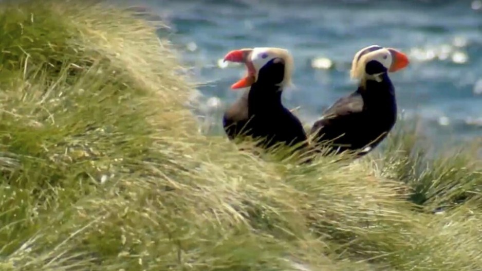 tufted-puffin