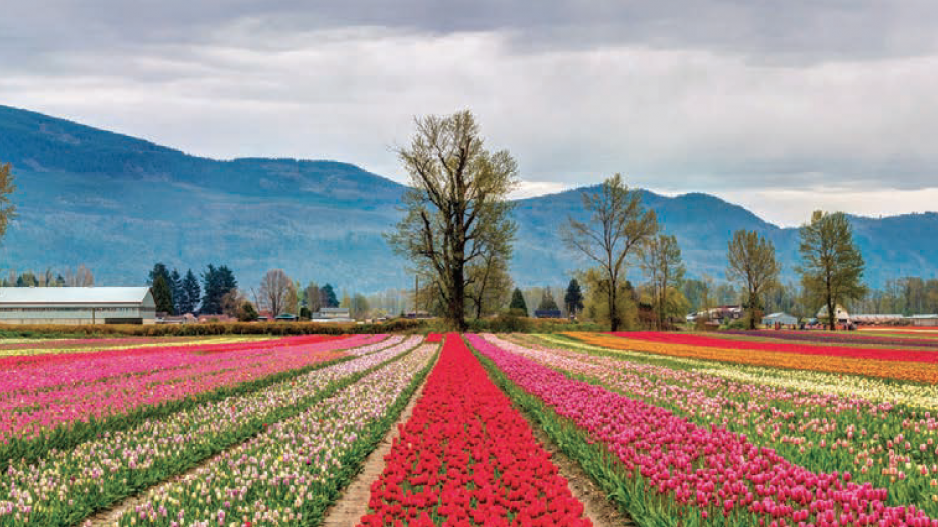 tulip_fields_chilliwack_credit_pierreleclercphotographyshutterstock