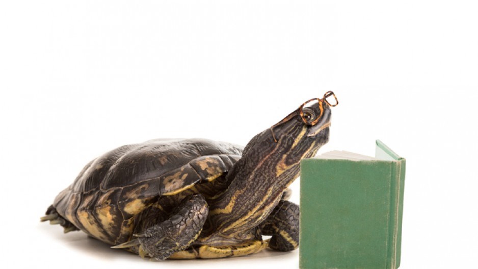 turtle-reading-gettyimages