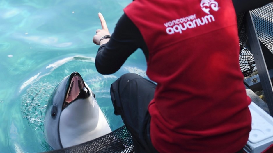 vancouveraquarium-dolphin-dantoulgoet