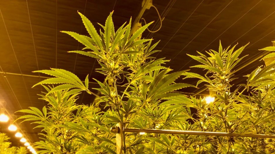 village-farms-cannabis-greenhouse-delta-creditsandorgyarmati