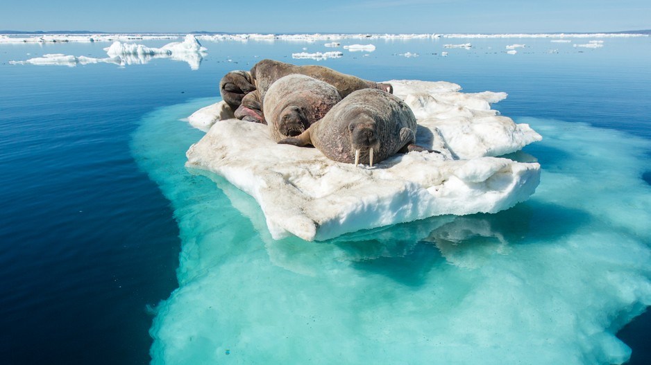 walrus-climate-paul-souders-digitalvision-getty