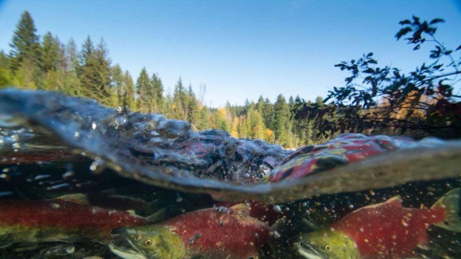 wild-pacific-salmon-creditconormccrackenpacificsalmonfoundn
