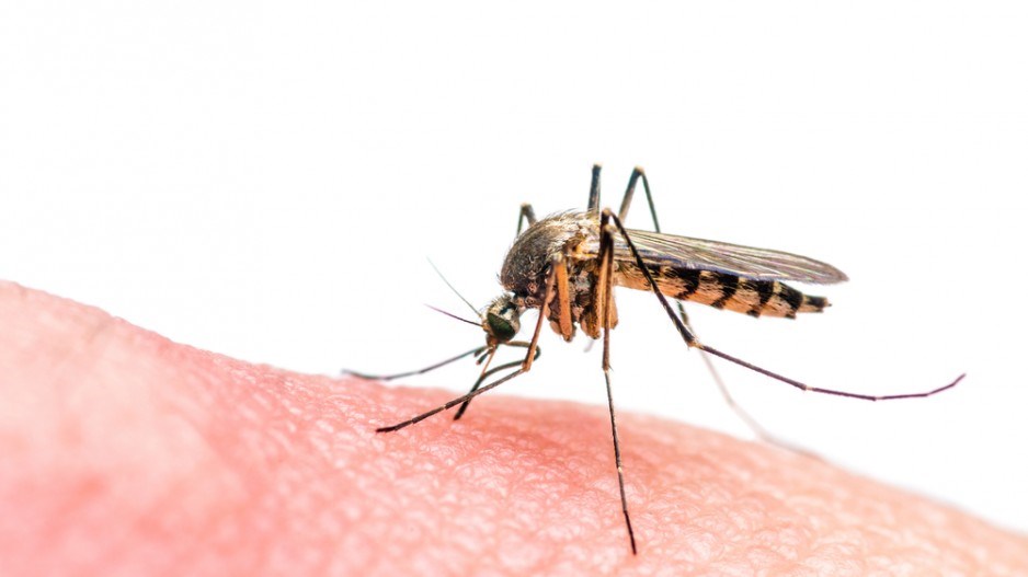 zika-mosquito-nechaevkon