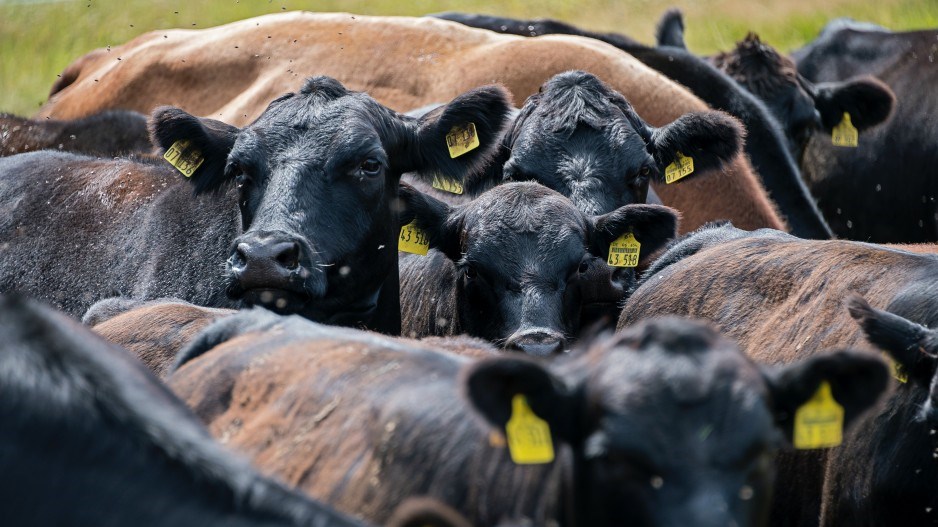 beefcattlecreditetienne-girardet-unsplash