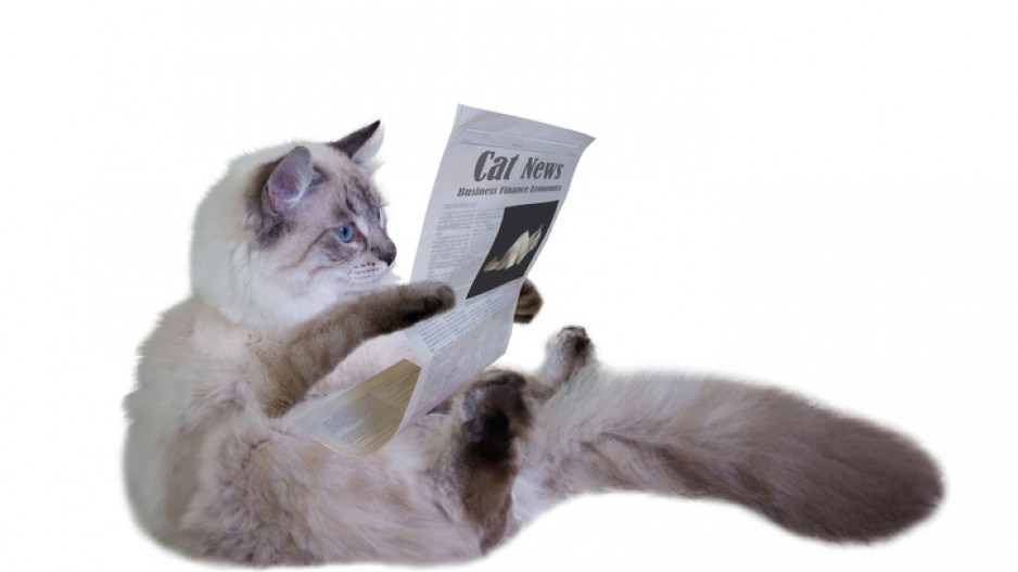 cat-reading-gettyimages