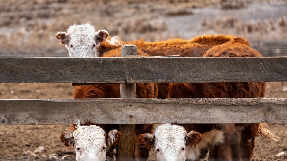 cattlekamloopsbccreditpeterolsenphotography-moment-gettyimages