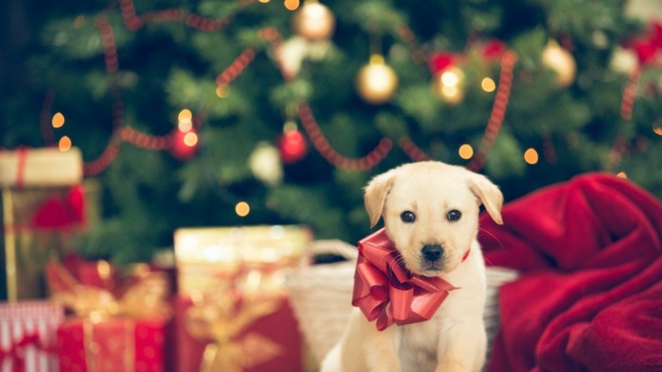 christmas-dog-creditbcspca