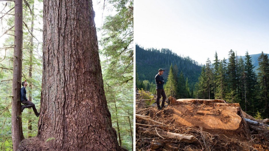 forestcredittjwattancientforestalliance