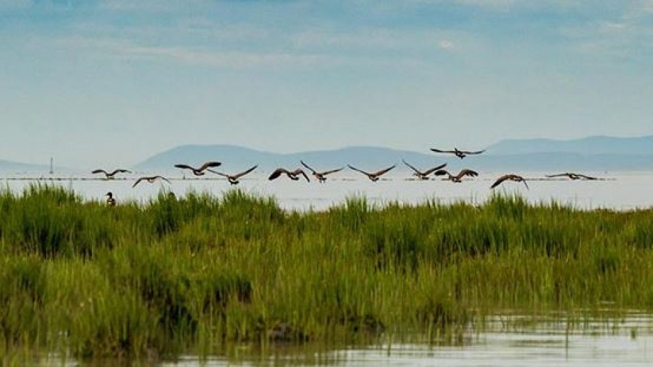 fraserriverestuary-natureconservancyofcanada