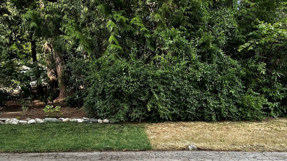 grasscredittintedturfgrasssolutions
