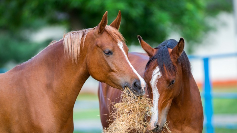 horseshaycreditalexiakhruscheva-istock-gettyimagesplus-gettyimages